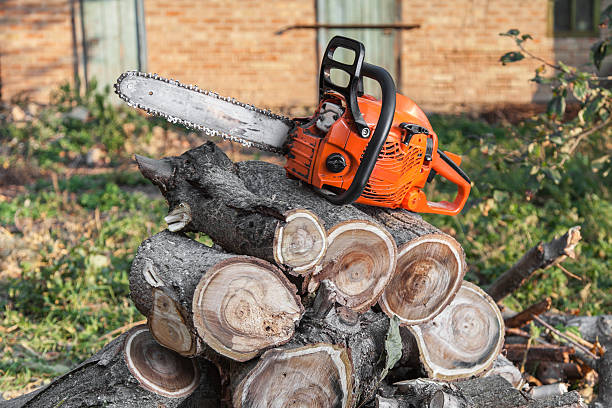 Best Tree Branch Trimming  in Muscoy, CA